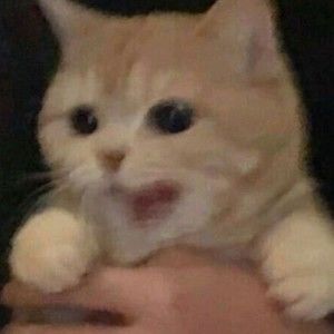 Meet your Posher, Scarlett